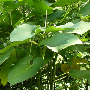 Rootbeer Tree, Hoja Santa, Mexican Pepperleaf, Yerba Santa, Sacred Pepper, Piper auritum